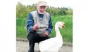 Гусак ходить за господарем, як за гускою