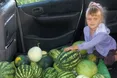 На Волині збирають 10-15-кілограмові кавуни