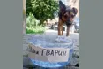 Освіжився сам — допоможи тваринам!