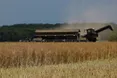 Україна планує збільшити посіви ріпаку до 1,5 млн га через конфлікт в ірані