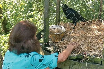 Крук Кай на обійсті Іщуків почувається як у рідному гнізді. Фото «Суспільне. Тернопіль»