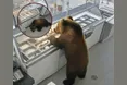 Ведмідь об'ївся морозива і… заснув