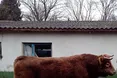 Племінний бик коштує понад два мільйони гривень