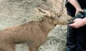 Від вогню маленького лося захистило тепло людських рук