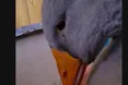 Гусак Моллі плакав за гускою Доллі...