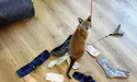 Замість ловити мишей киця-клептоманка краде… шкарпетки