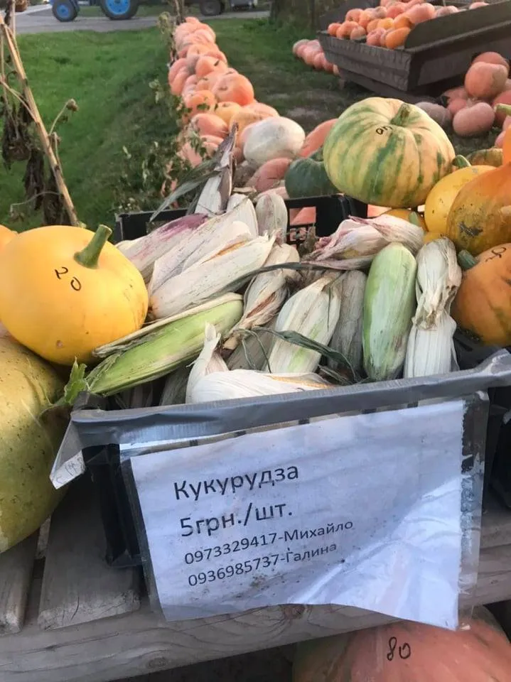 На кожному гарбузі є ціна. Фото Юлії Підлужної