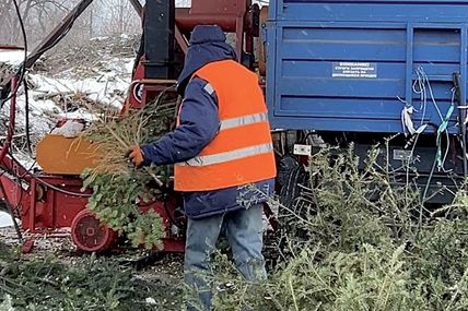 Куди здати на переробку новорічну ялинку?