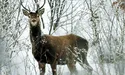 Лісове товариство, на перший-другий розрахуйсь!