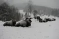 А на сніданок зубрам подають буряки і капусту
