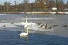 Попри мороз, на Левандівському озері лебеді та качки залишаються на воді