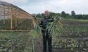 Часник розміром з яблуко
