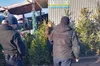 У Львові виявили перших порушників торгівлі ялинками