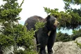 У штаті Вашингтон через напад ведмедиці закрили гірський маршрут Mount Si