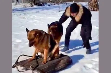 Одні санчата можуть бути і на трьох…
