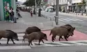 Дикі кабани шпацерували Ґдинею…