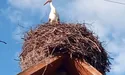 Лелеки «достроково» повернулися додому