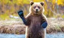 Ведмеді люблять не лише мед, а й дармові пляцки