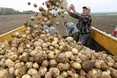 Бульби менше, але вона краща
