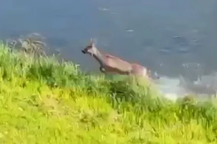 Фото: скрін із відео