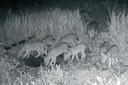 Шакали на Закарпатті. Кадр із фотопастки.