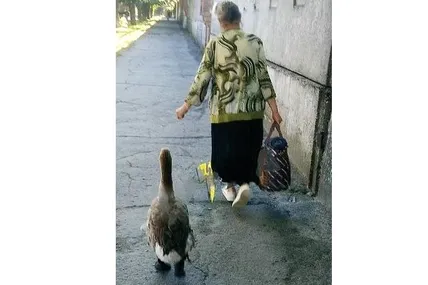 Під час прогулянок Гоша невідступно ходить за господинею.