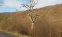 Мертві дерева загрожують людям