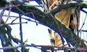 На подвір’ї селян поселилися символи мудрості