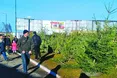 «Поки що не заробляємо на ялинках. Торг піде за день до Нового року»