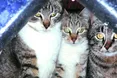 Котохатка з... електропідігрівом