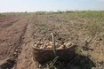 Бульба подорожчає