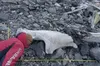 Полярники досліджують гігантський скелет синього кита (ФОТО)