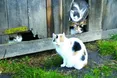 Котів-лінтюхів привчає до «праці» їхня мама...