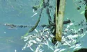 Тисячі щук i карасів пливли догори животами...
