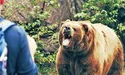 Рятуючись від ведмедиці, засунув їй у пащу руку…
