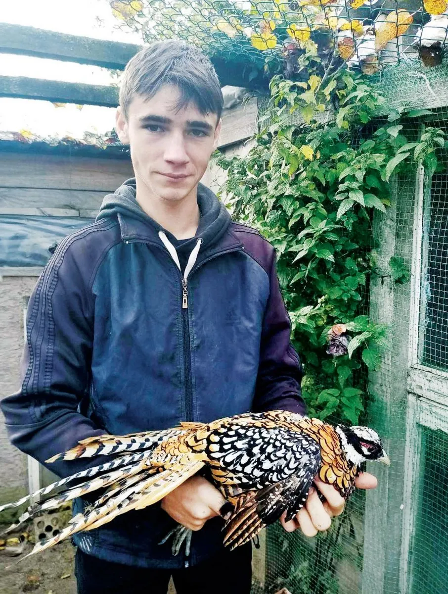 Серед інших пернатих має Руслан Богуцький і королівських фазанів.