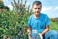 У Карпатах добре плодоносить лохина