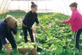 Зібравши капусту, висаджуватимуть перець