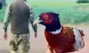 Воїни вберегли фазана