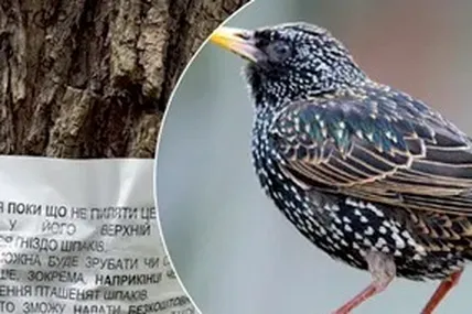 На відміну від дідилівських граків, київським шпакам пощастило...