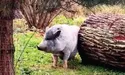 Фрося гуляє - на ЗСУ заробляє…