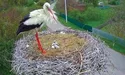 Лелеки із Леляк врятували потомство від снігу і морозу