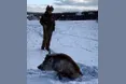 Приручений кабан винюхує фазанів