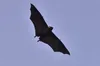 Смертельний вірус Nipah у Бангладеш: ВООЗ підтвердила першу жертву у 2026 році