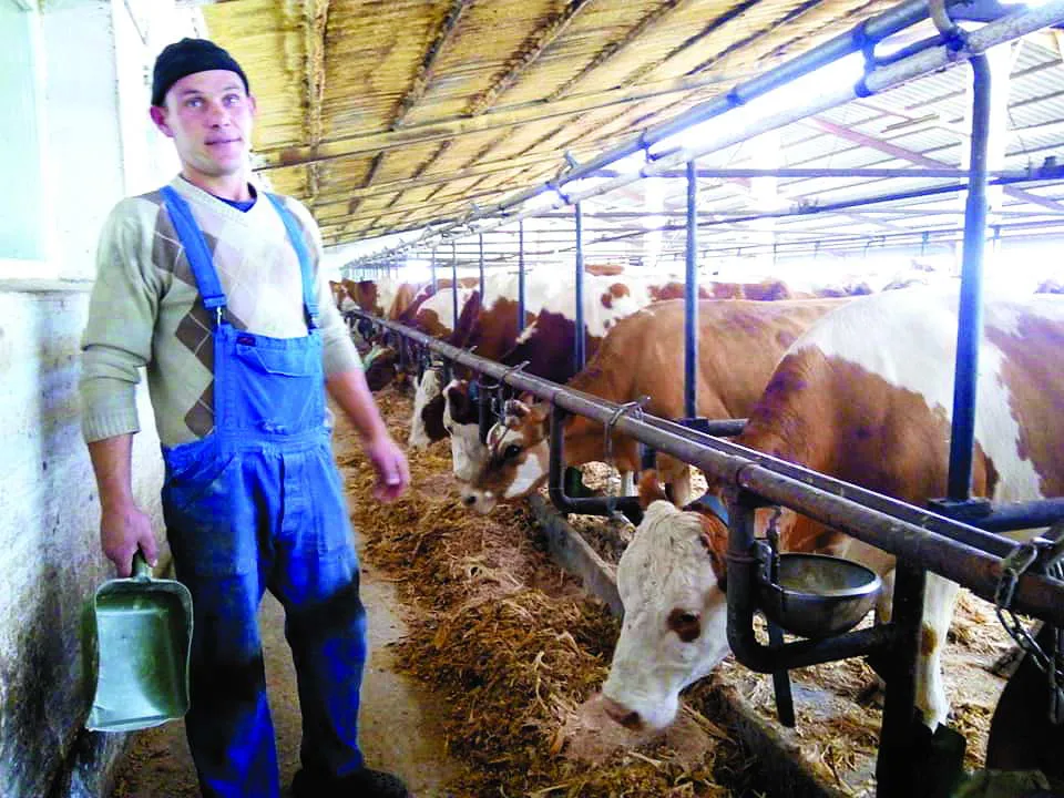 Дояр Юрій годує корів