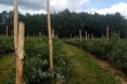 “Лохина може давати врожай майже до ста років”