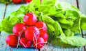 Редиска – рослина-антибіотик