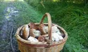 Ідучи в Карпати, пам‘ятайте про псевдогриби і сердитих карпатських ведмедів