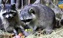 У зоопарках готуються до зими