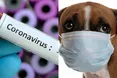 Заразився Covid-19… від свого собаки!